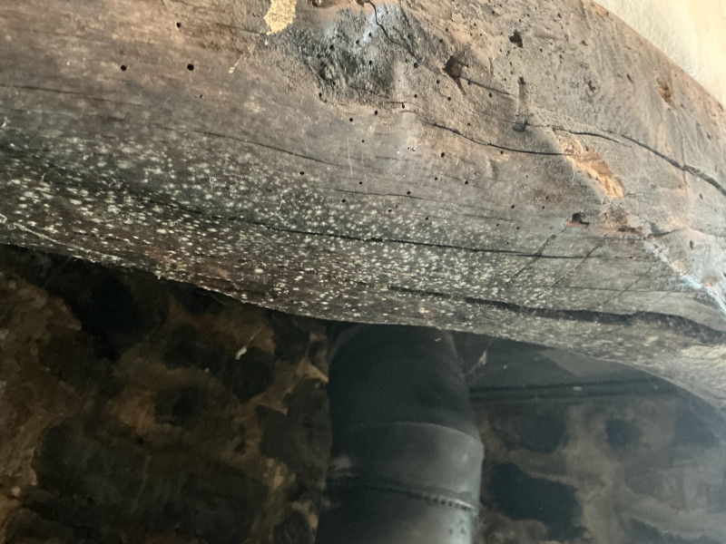 Wood worm holes and mould around timber mantel