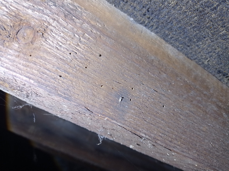 Historic woodworm