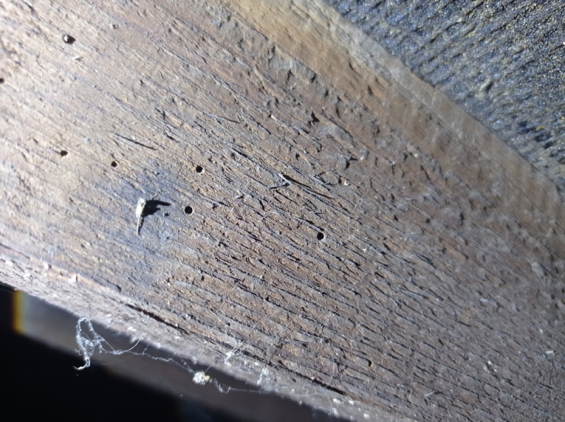 Historic woodworm